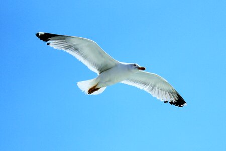 Seagull sky fly