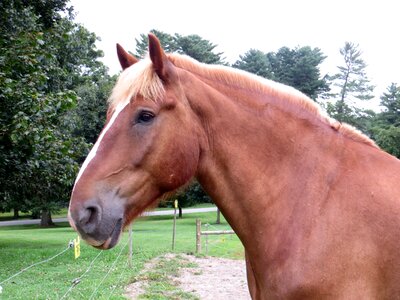 Draft horse mane equine photo