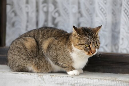 Domestic Cat tabby cat window photo