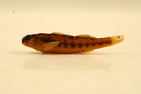 Etheostoma tennesseense-1