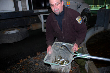 USFWS employee with net full of Salmon photo