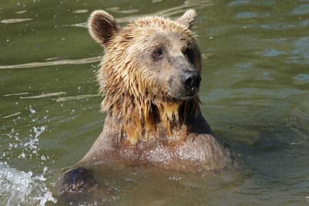 Bear water wet