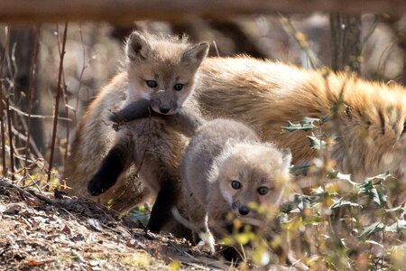 Red fox kits-1