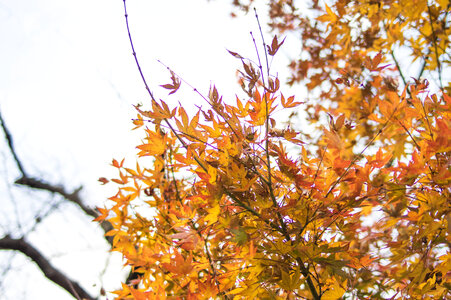 7 Red leaves photo