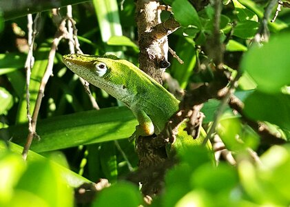 Animal biology camouflage photo