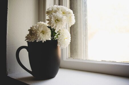 Beautiful bloom blossom