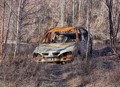 Automobile forest trees