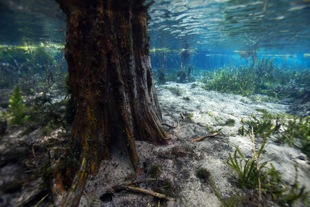 Bald cypress roots and eelgrass