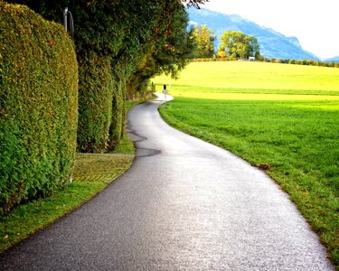 Nature green meadow photo