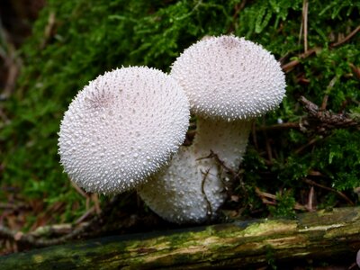 Mushroom dust nature autumn photo