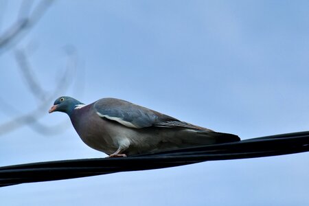 Pigeon telephone wire wildlife photo