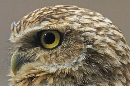 Owl burrowing bottom dwellers photo