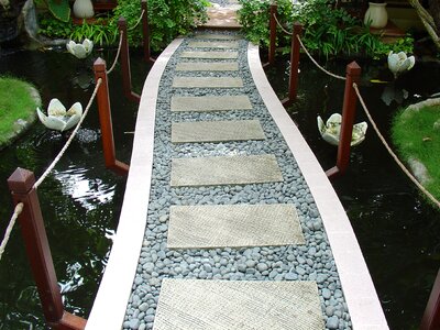 Water water lilies pond