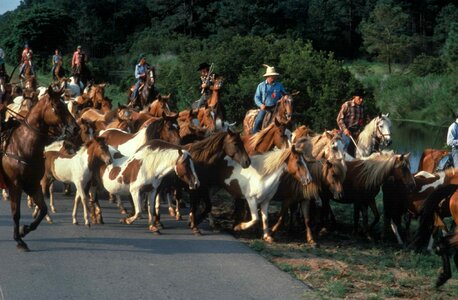 Cowboys horses 