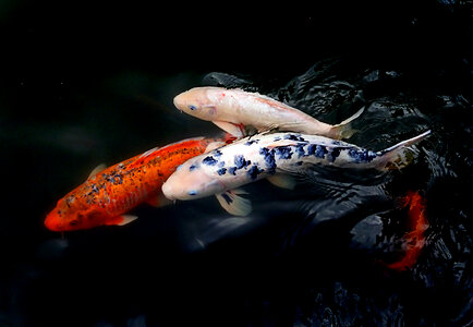 Colorful Fishes photo