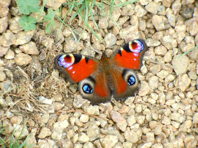 Butterfly color colorful
