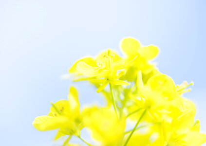 Rapeseed flower in a field Close up of oil seed rape blooming.