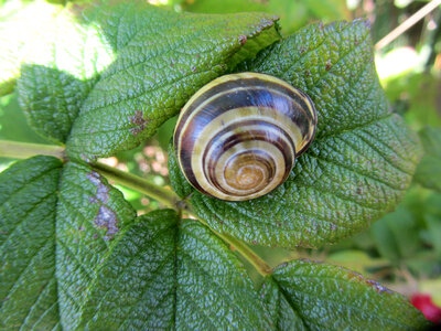 Snail on a green leaf photo