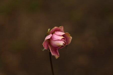 Blossom flower geranium photo