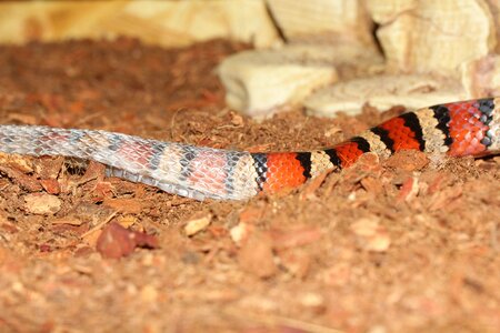 Scale mailedit this page king snake striped