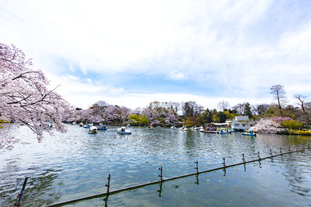 10 Inogashira Park