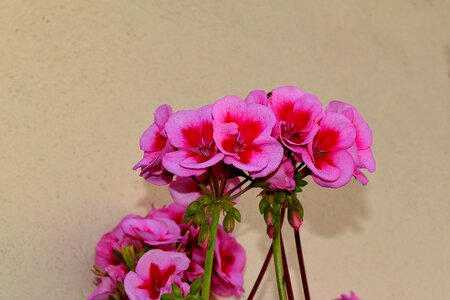 Bouquet geranium pink photo