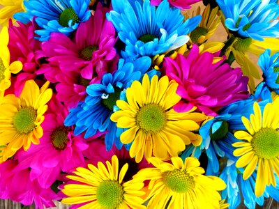 Daisies daisy flowers