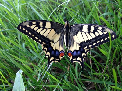 Papilio machaon swallowtail butterflies papilionidae photo