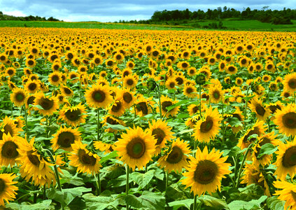 Sunflower field photo