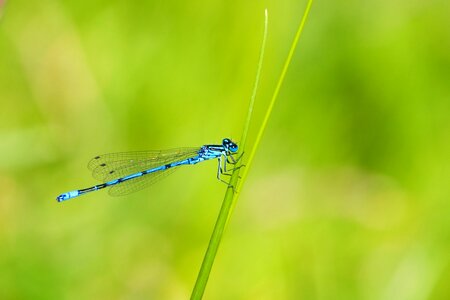 Insect blue blue dragonfly photo