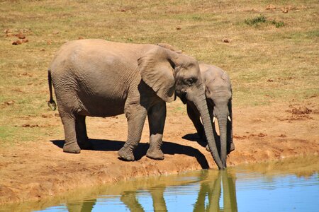 Africa safari national park photo