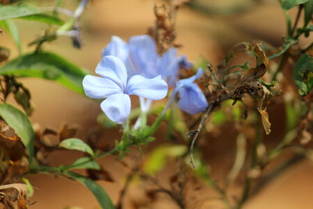 Dried Leaves Flower photo