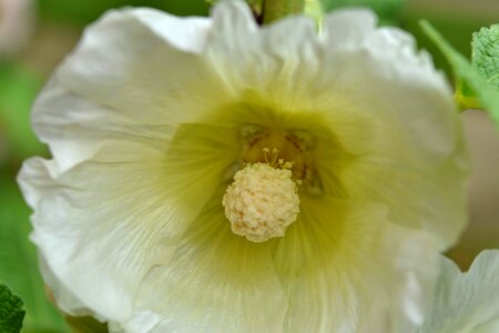 Detail focus pollen