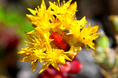 Ants host larva