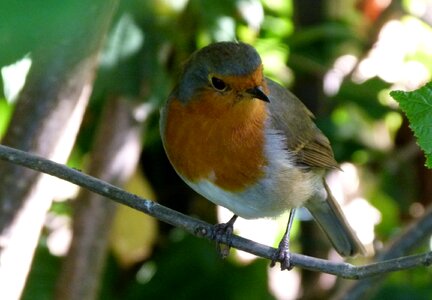 Fluffy red robin in summer photo
