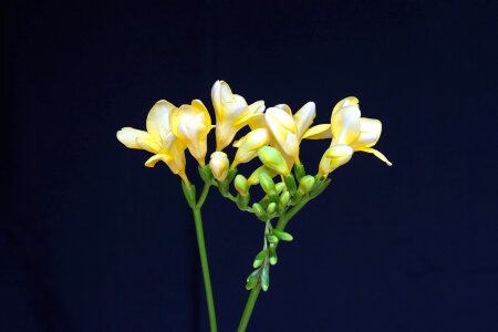 Blossom bud flora photo