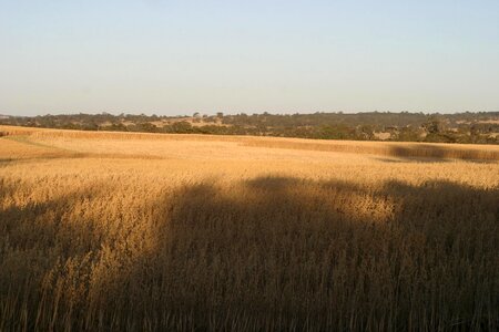 Cornfield wheatfield photo