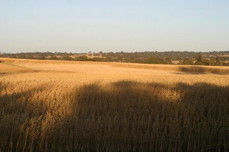 Cornfield wheatfield 
