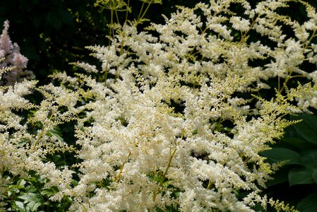 Flowers garden astilbe