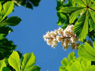 Inflorescence tree leaves photo