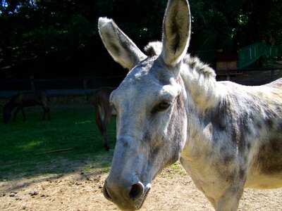 Donkey grayish-white hoofed animals