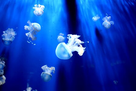 Beautiful Photo blue jellyfish photo