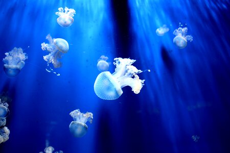 Beautiful Photo blue jellyfish