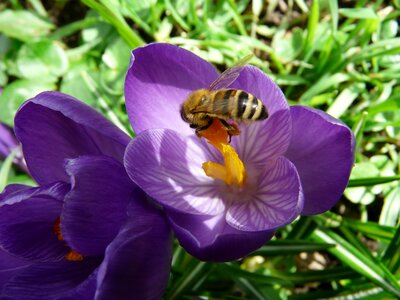 Close up macro flowers photo