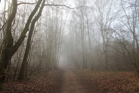 Landscape lane forest photo