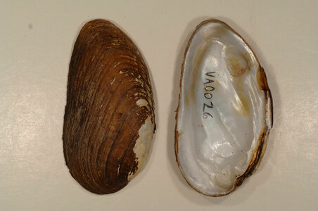 Ptychobranchus fasciolaris-4