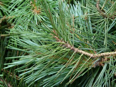 Beautiful Photo branch conifer