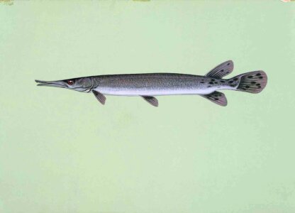 Aircraft fish 