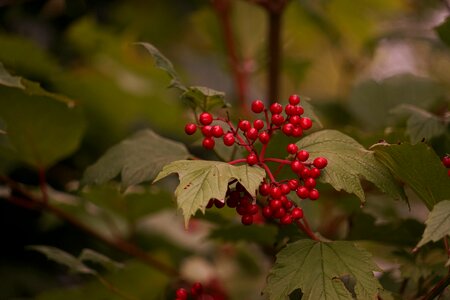 Berry red plant wild berries