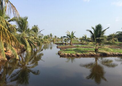 Landscape coconut trees water photo